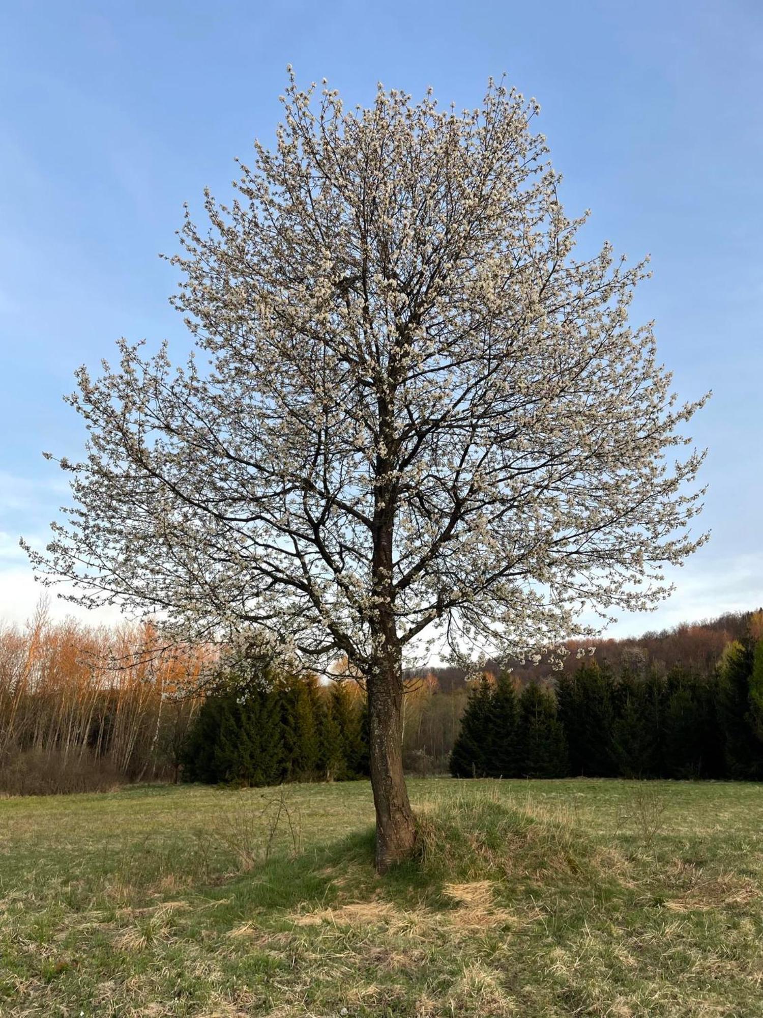 Latarnia Wagabundy Bieszczady 호텔 Wola Michowa 외부 사진
